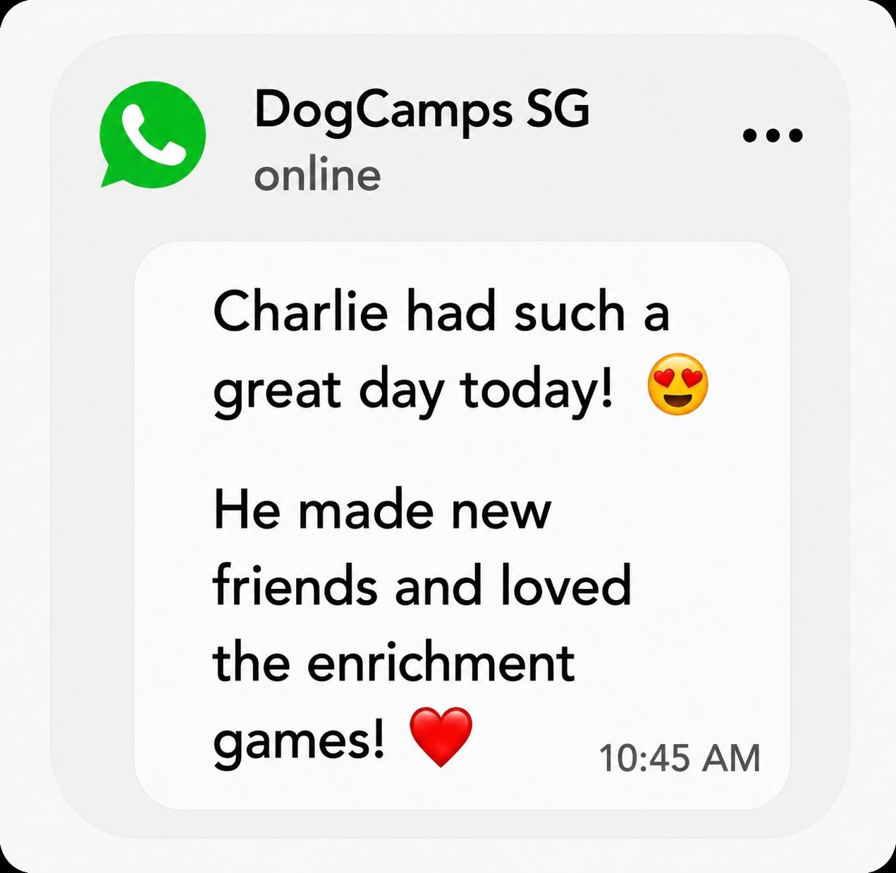 WhatsApp review from DogCamps parent